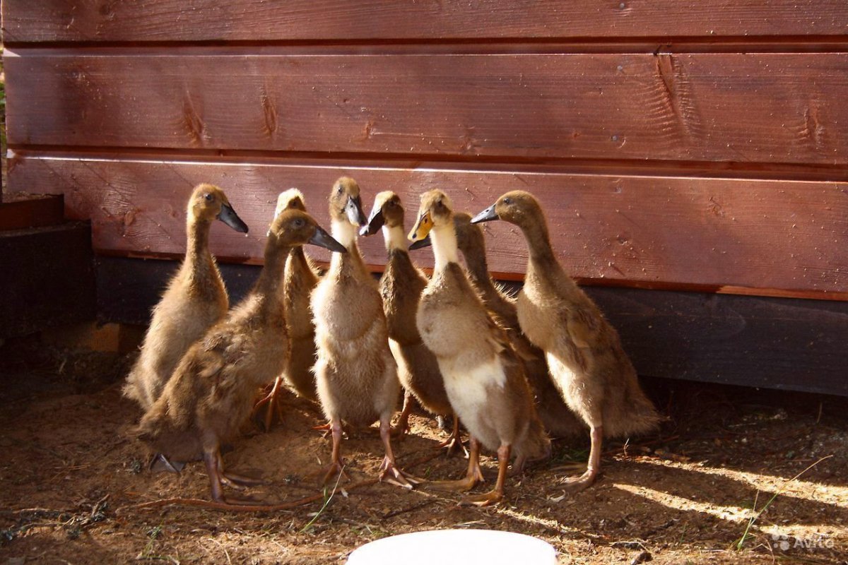 Индийский бегунок Арлекин