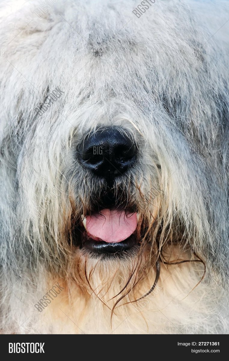 Китайская хохлатая сутулая