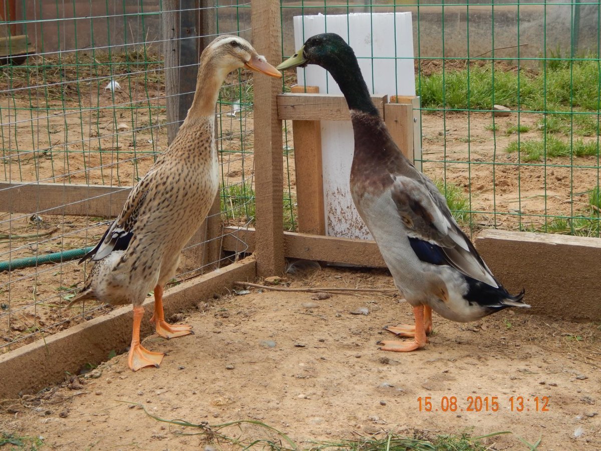 Утка индийский бегун дикого окраса