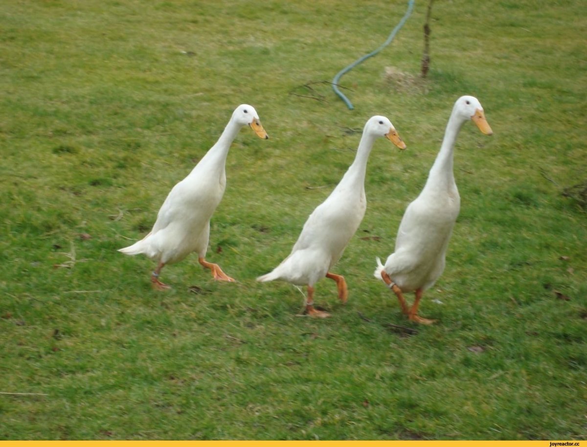 Индийский бегунок Арлекино