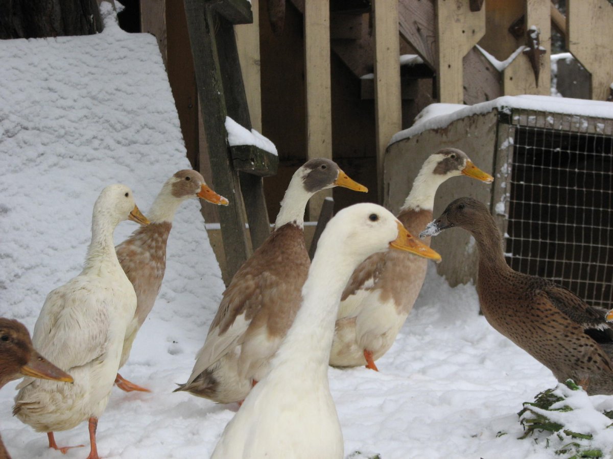 Утки-бегунки хохлатые