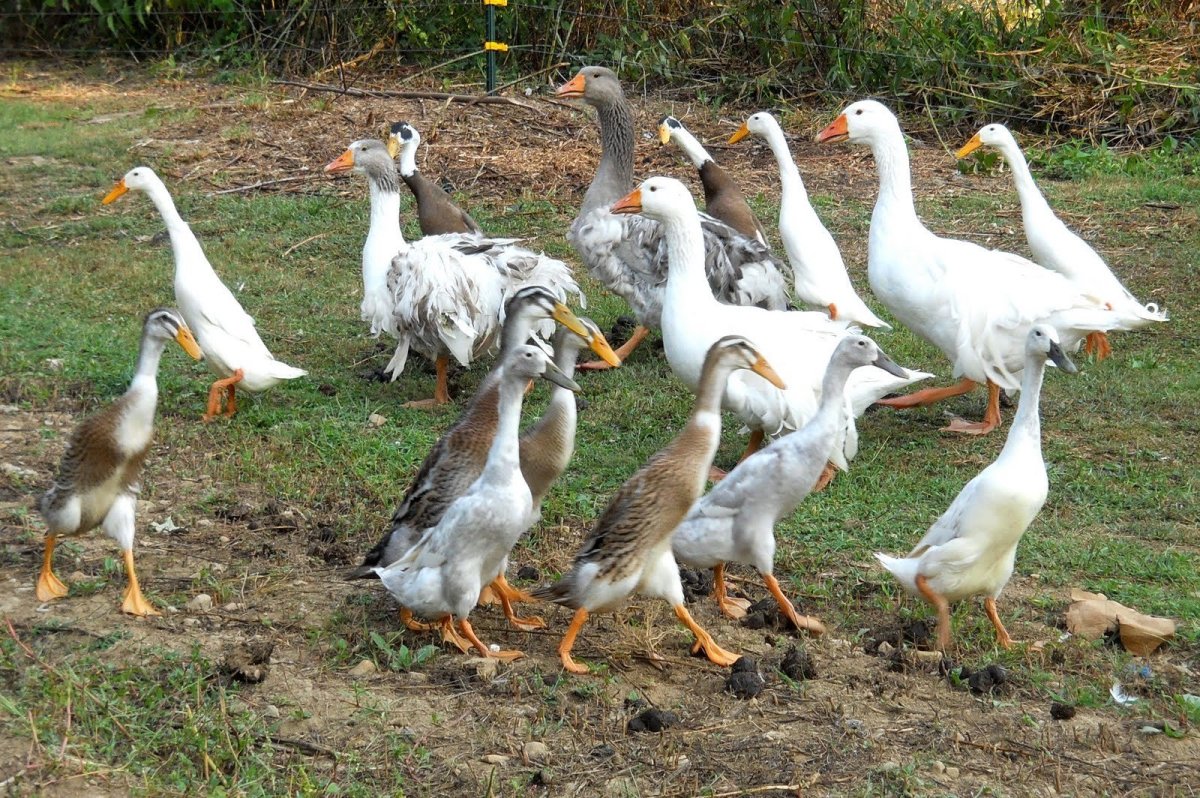 Индийский бегунок утка