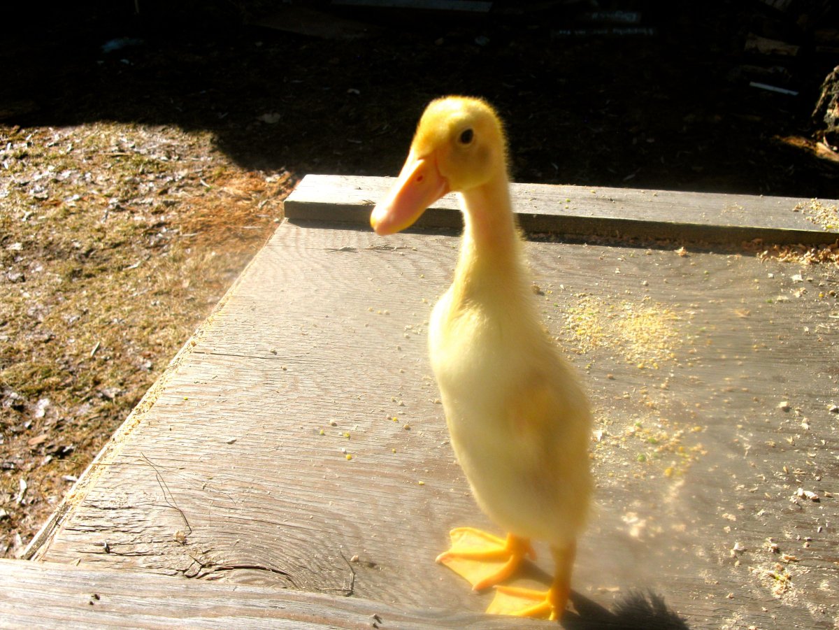 Индийский бегун утята