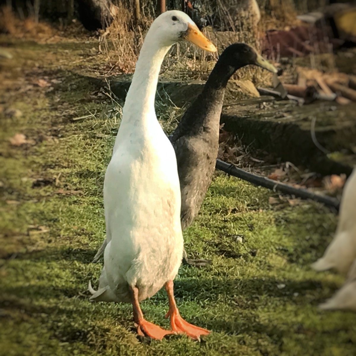 Продуктивность утки индийский бегунок