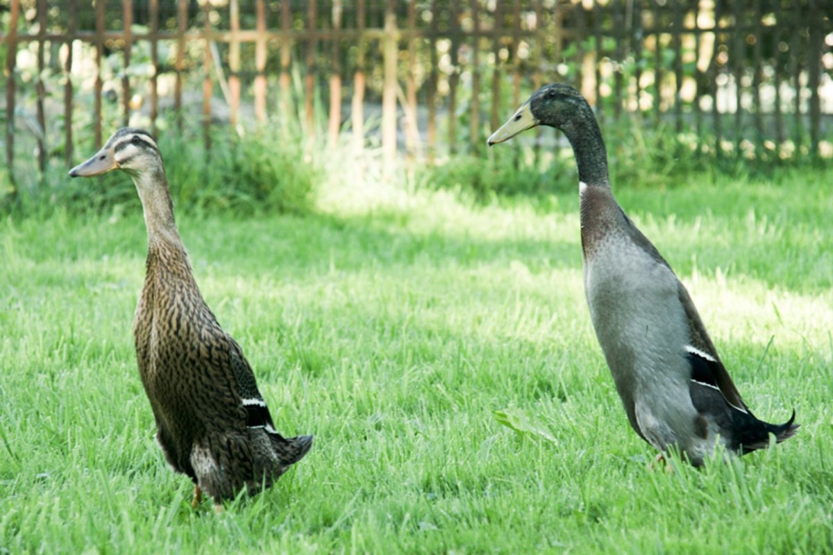 Утки породы индийский бегун