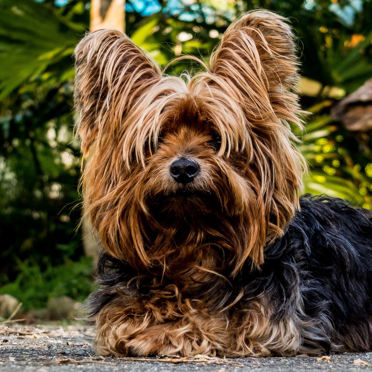 Борк терьер