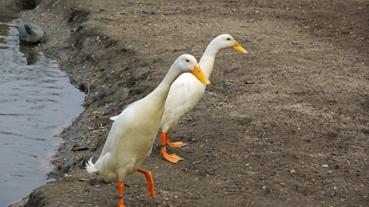 Утки бегуны бегают