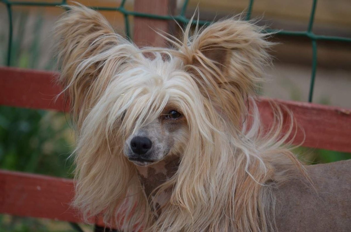 Собака с прической