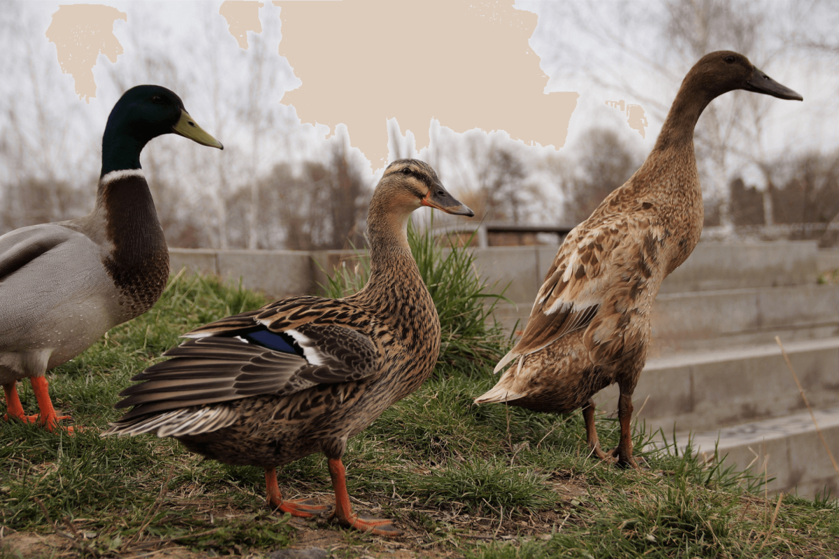 Китайский бегунок утка