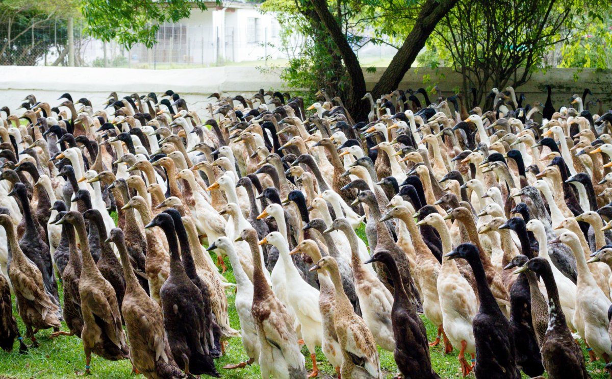 Индоутка бегунки