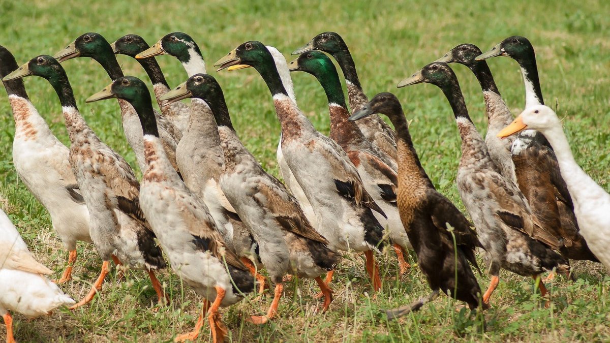 Индийский бегунок утка