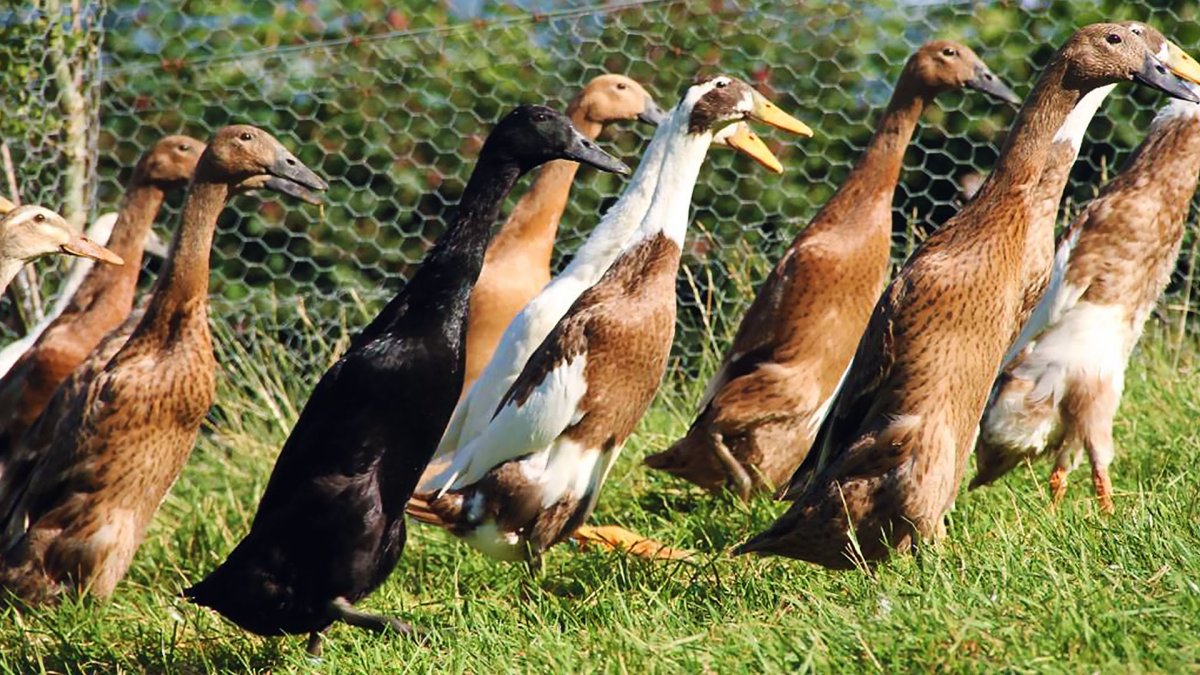 Индийский бегунок утка