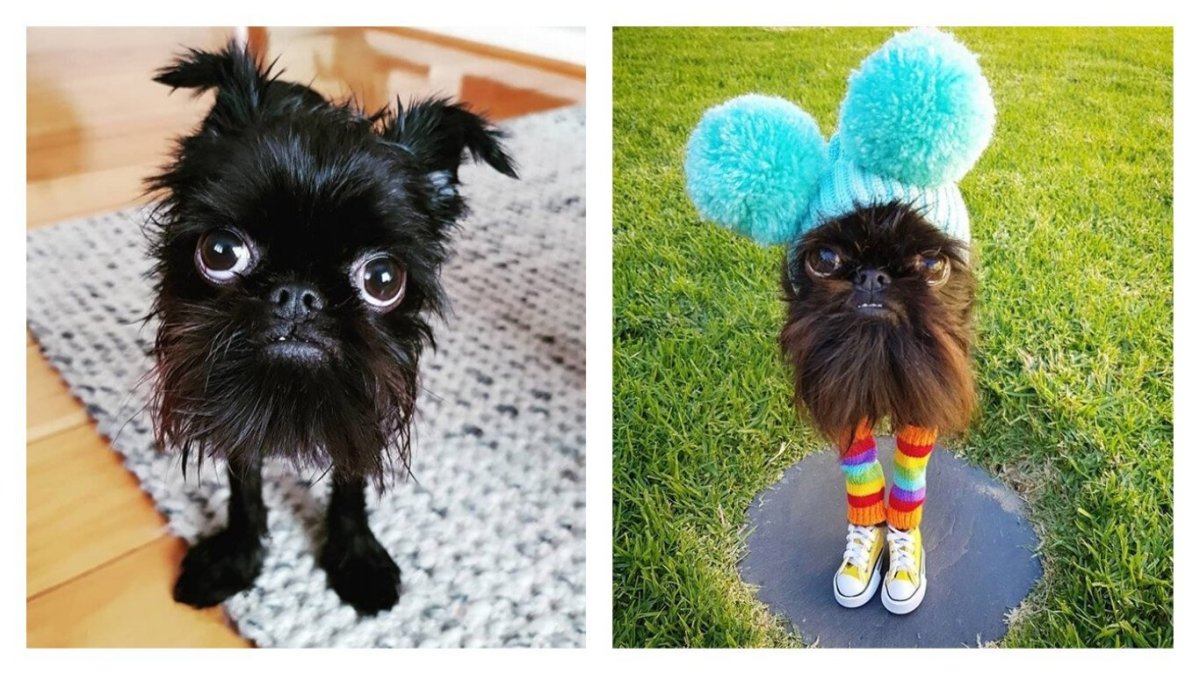 Чёрный Грифон бельгийский гриффон