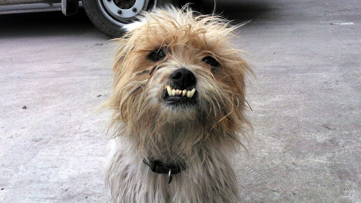 Хаванез терьер