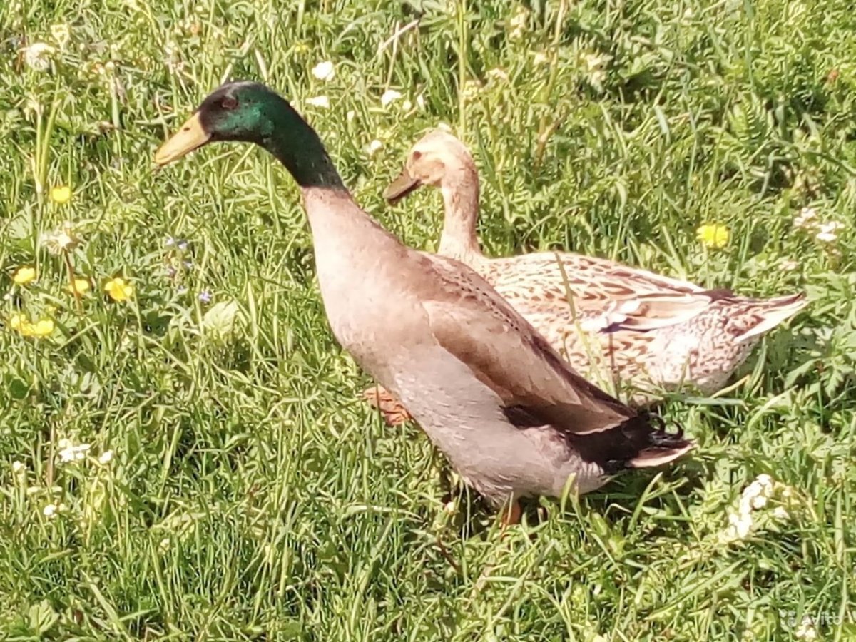 Индийский бегунок утята