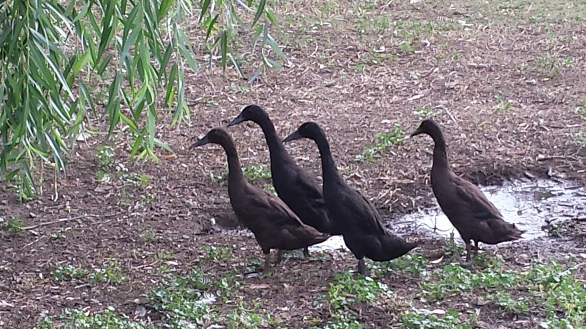 Китайский Гусь бегунок