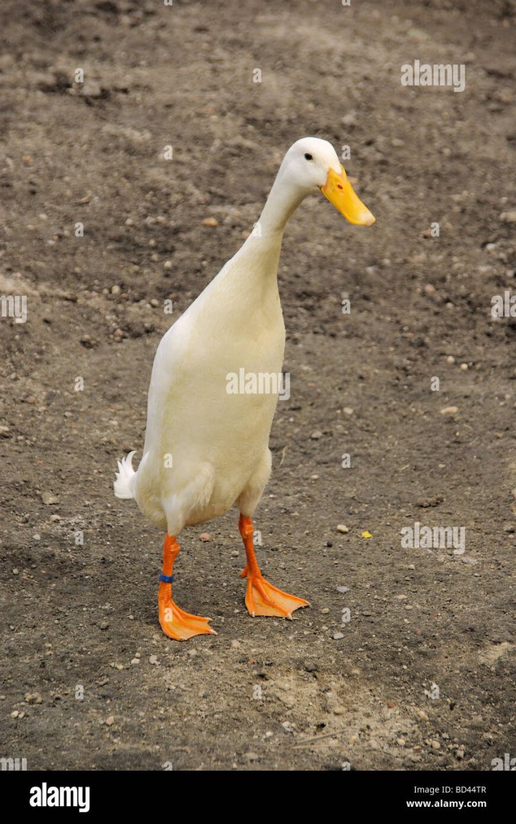 Английский бегунок утка