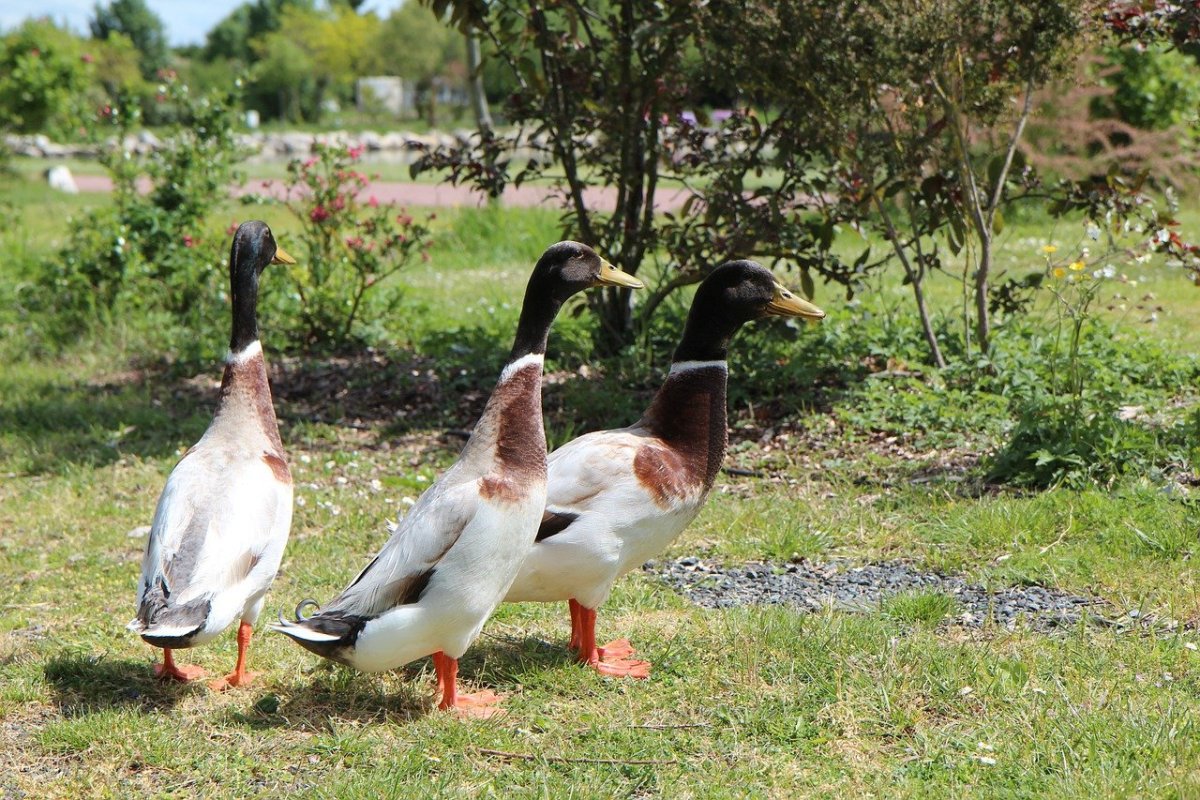 Индийский бегунок утка