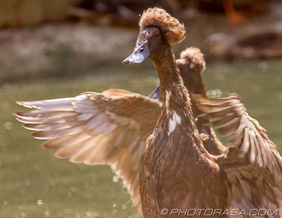 Утка бегунок Бали