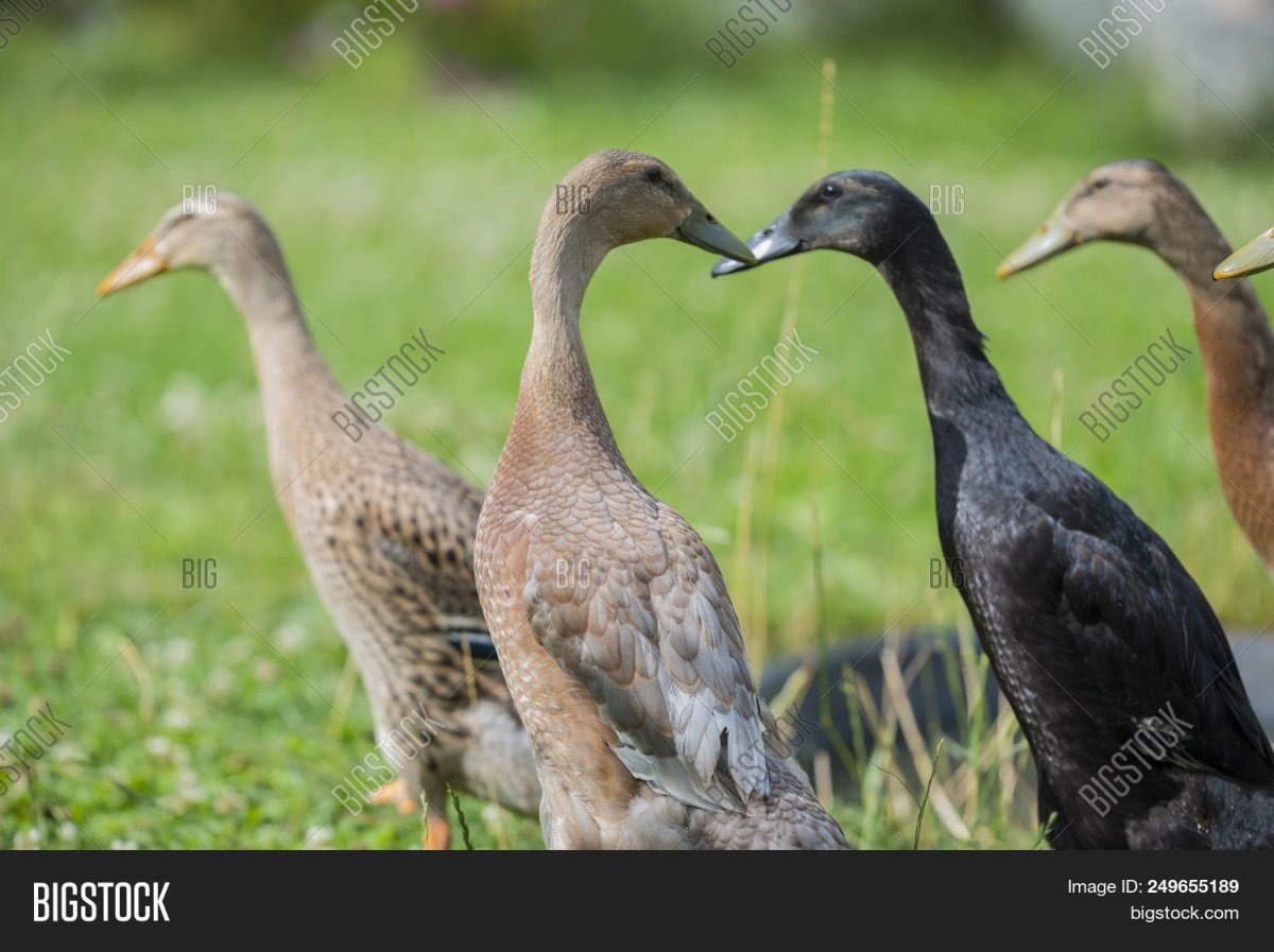 Утка индийский бегунок (Башкирия)