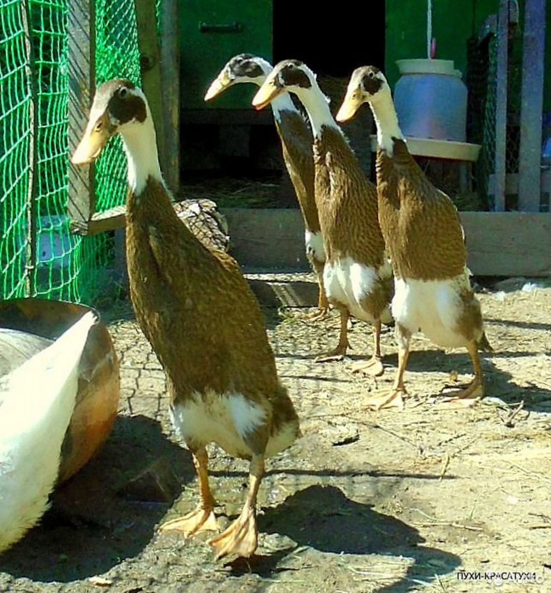 Индийский бегунок утка Арлекино