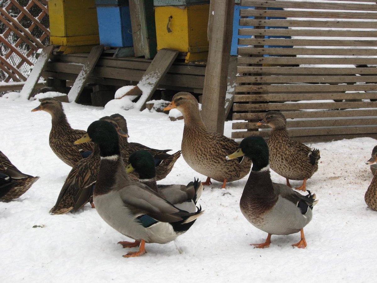 Индийские бегуны утки рисунок