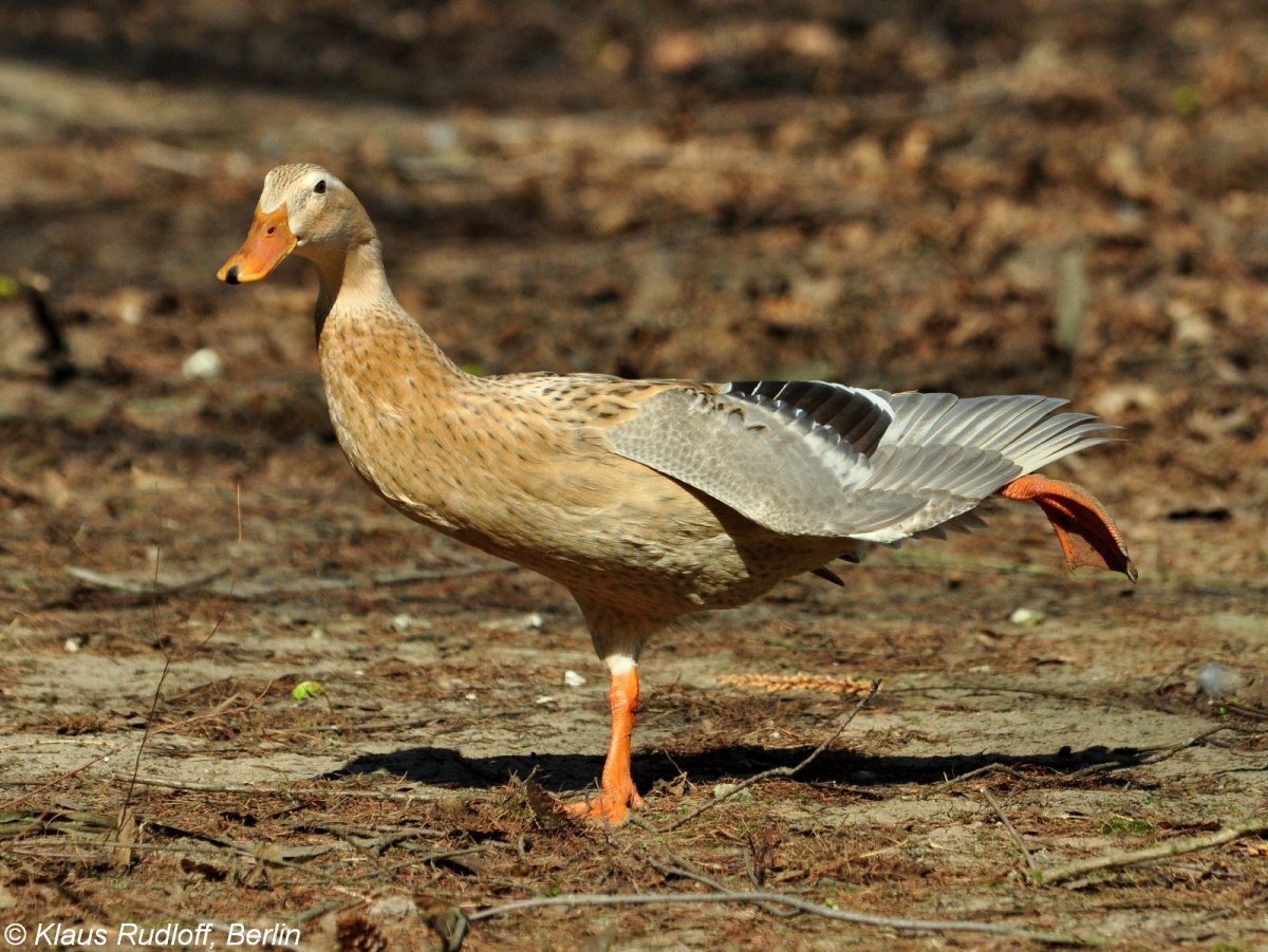 Утки породы индийский бегун