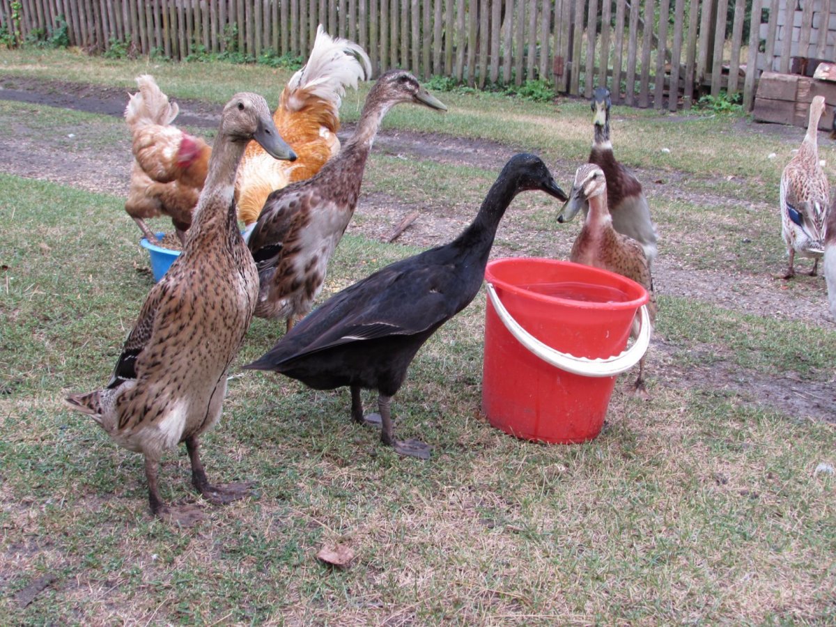 Хохлатая подсадная утка