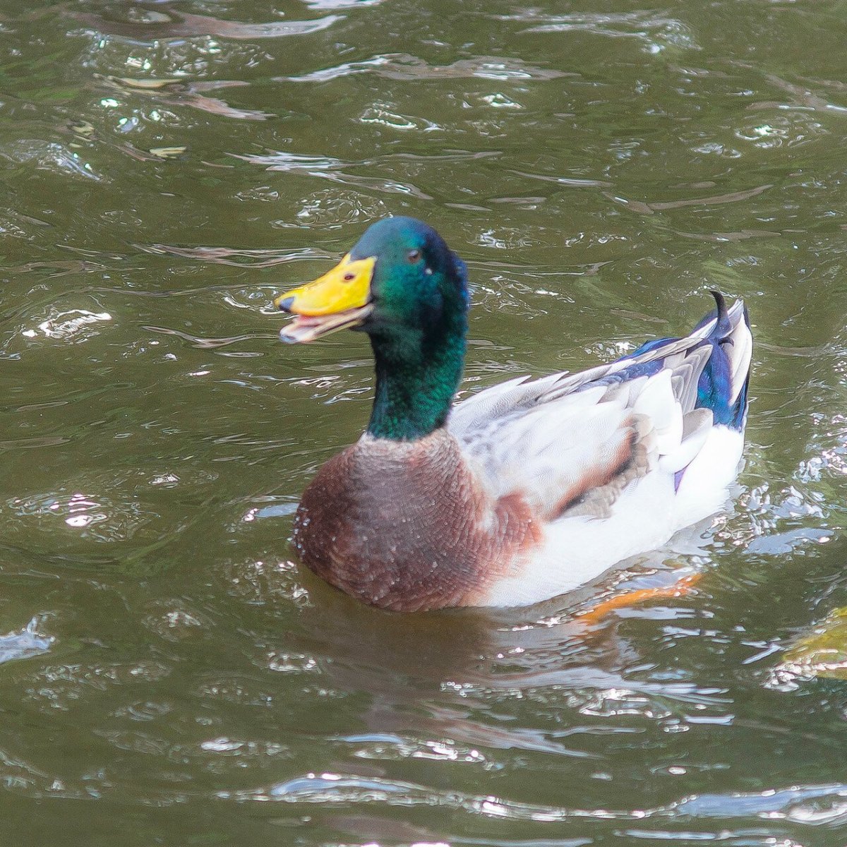 Утки породы индийский бегун