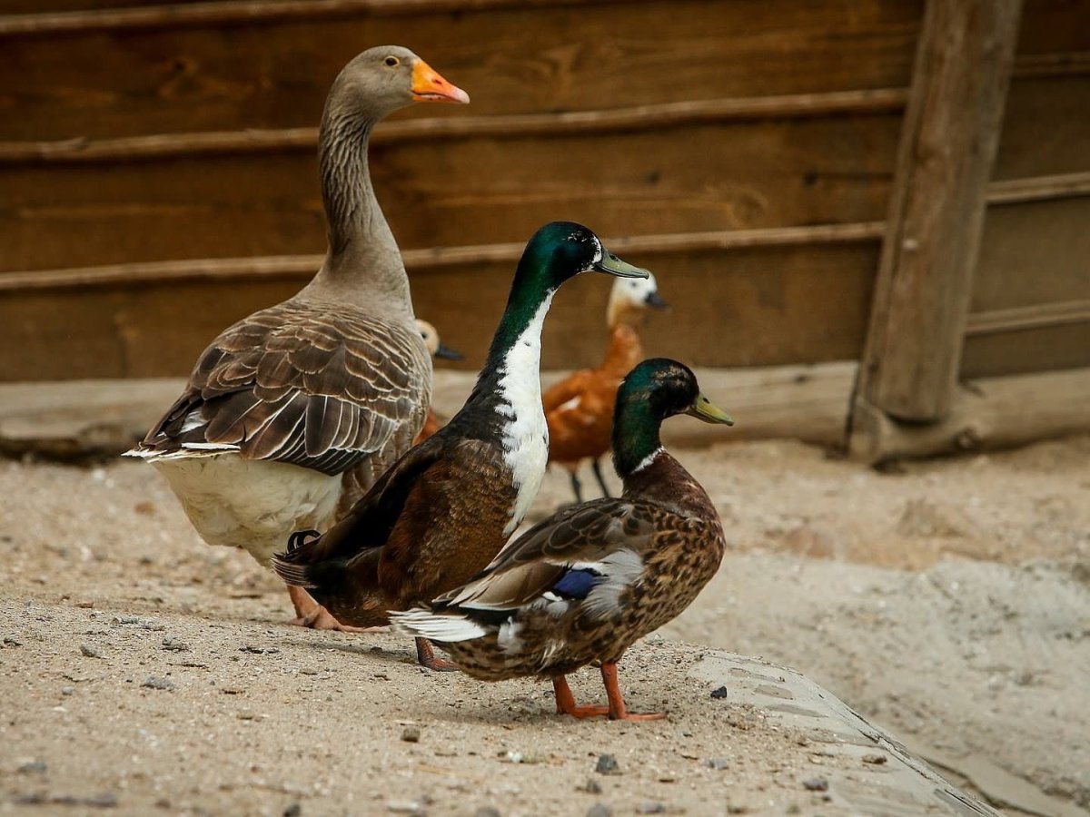 Гуси бегунки