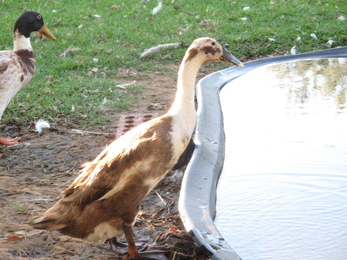 Утка индийский бегун бирюзовый