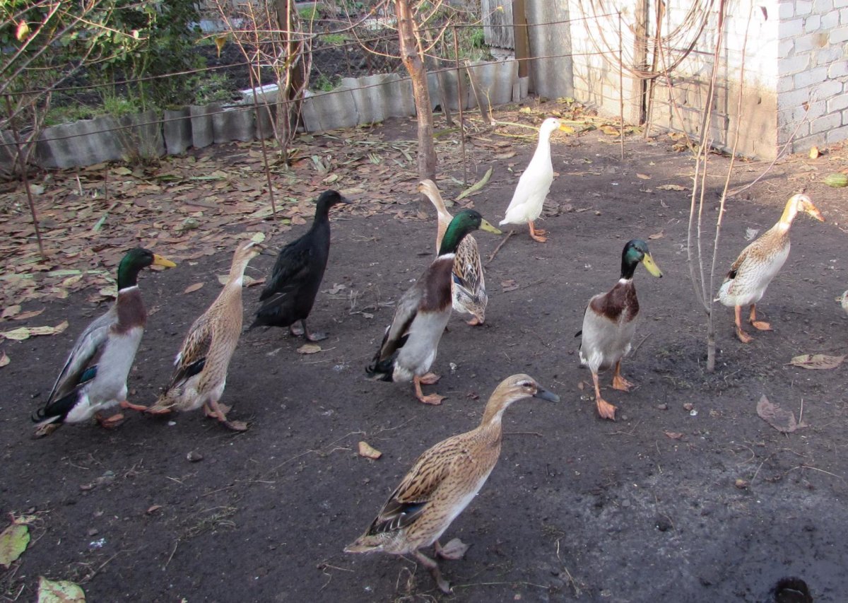 Черный индийский бегунок утка