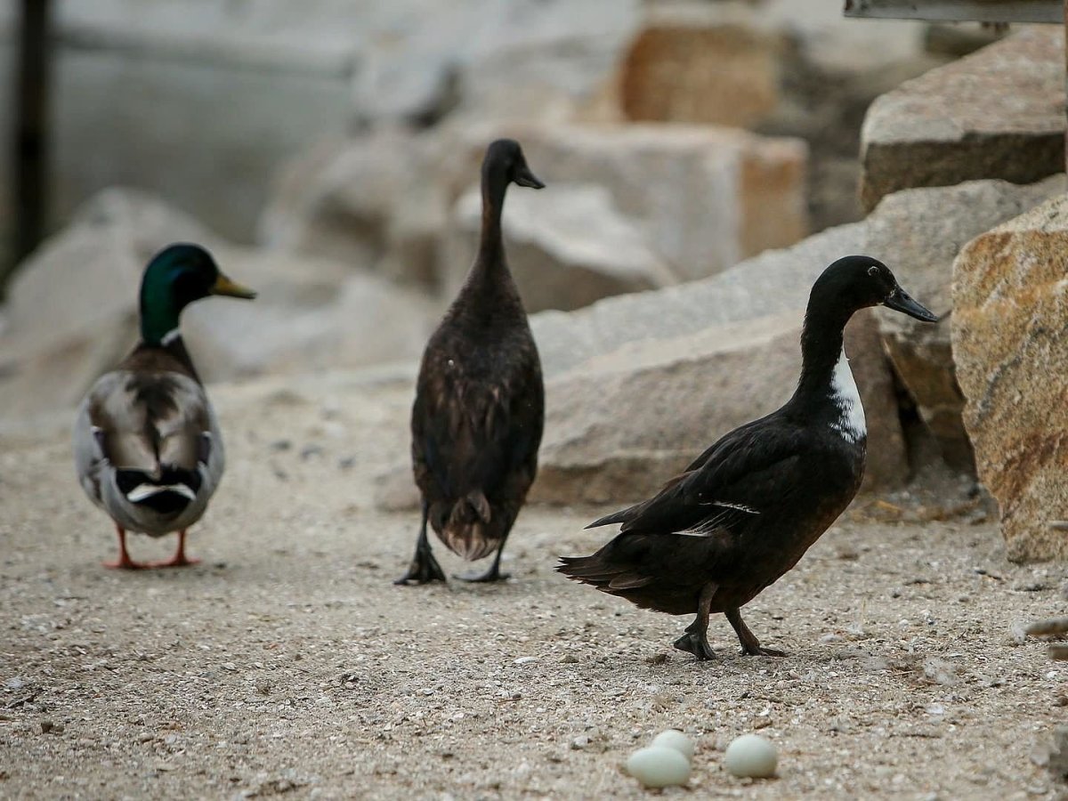 Зобатые бегунки