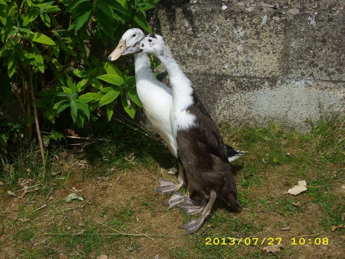 Утки породы индийский бегун