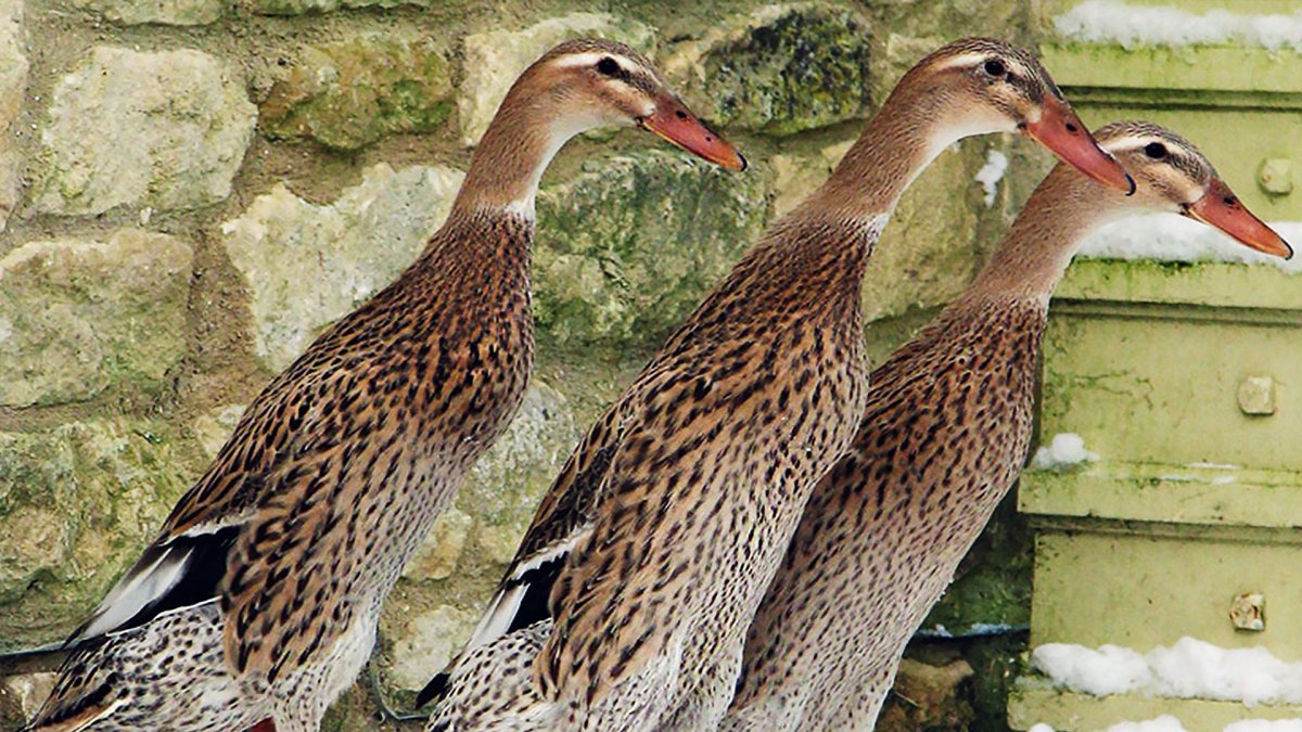 Индийский бегунок селезень