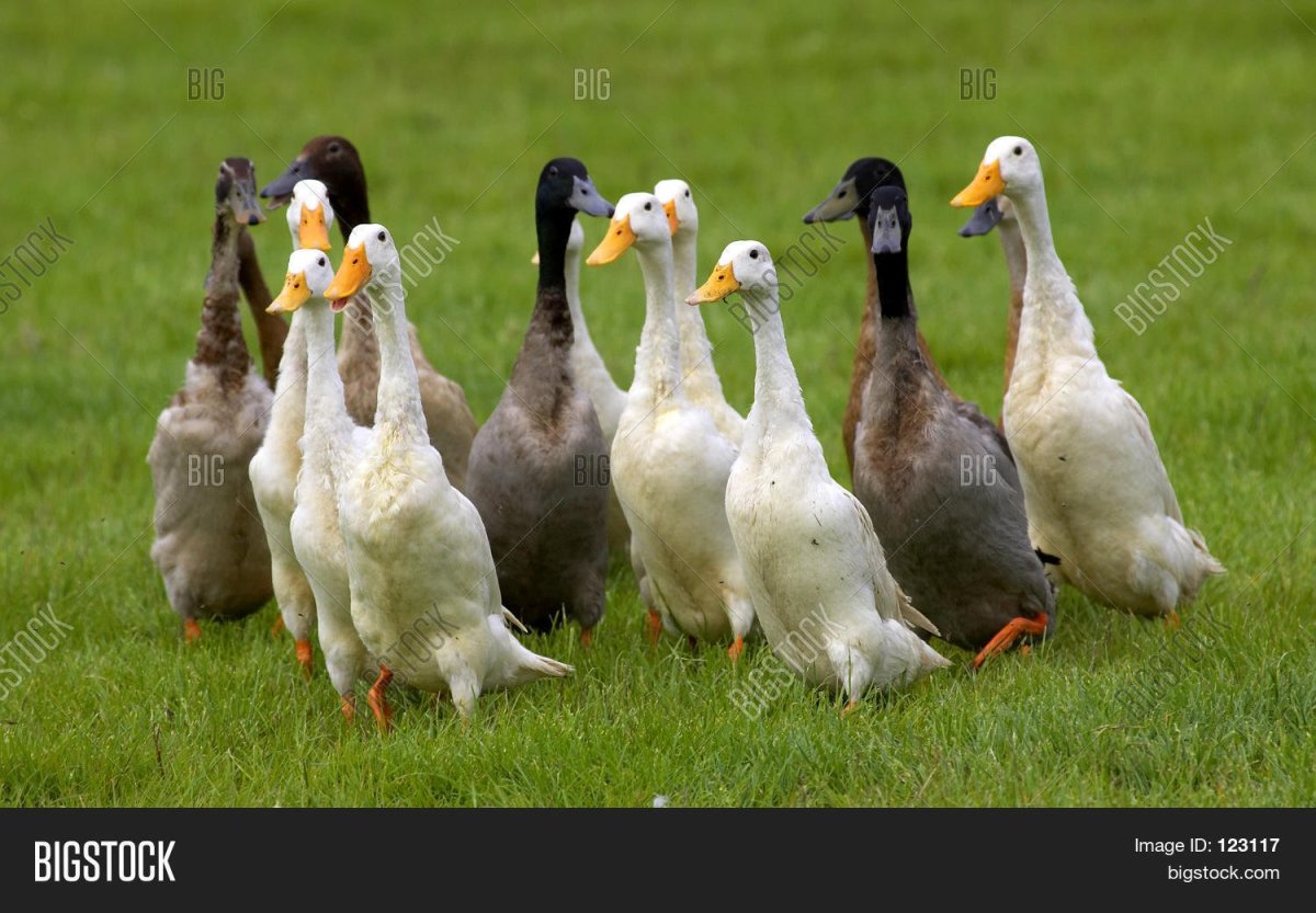 Вертикальные утки индийские