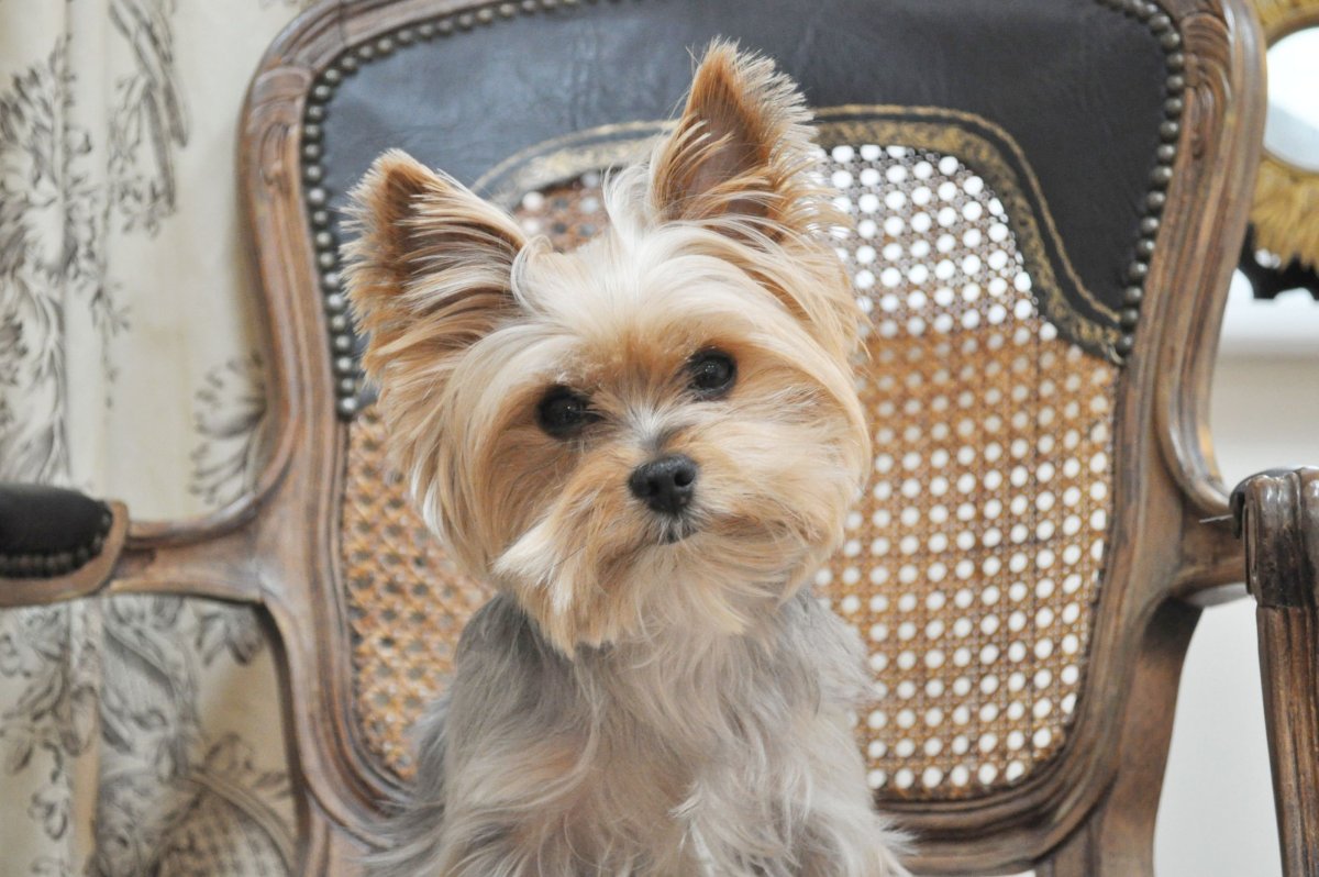 Причесанный Йоркширский терьер