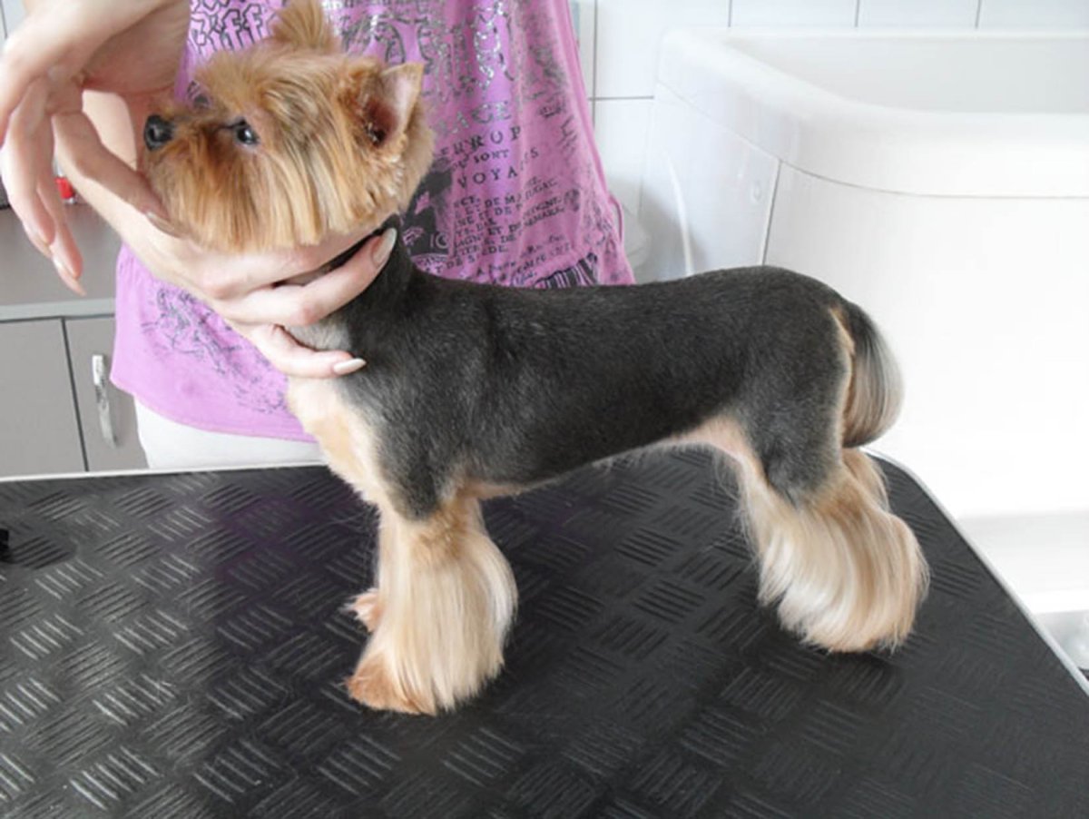 Лапы йоркширского терьера