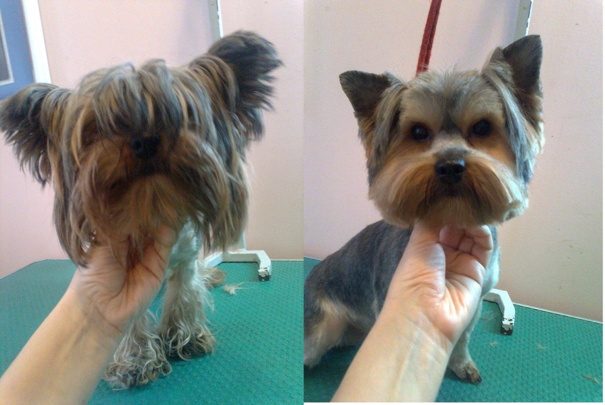 Гигиеническая стрижка Йорка