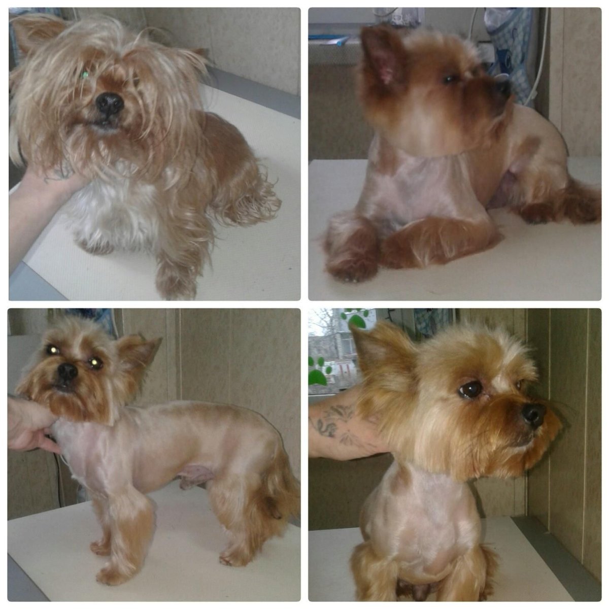 Стрижка метиса Йорка