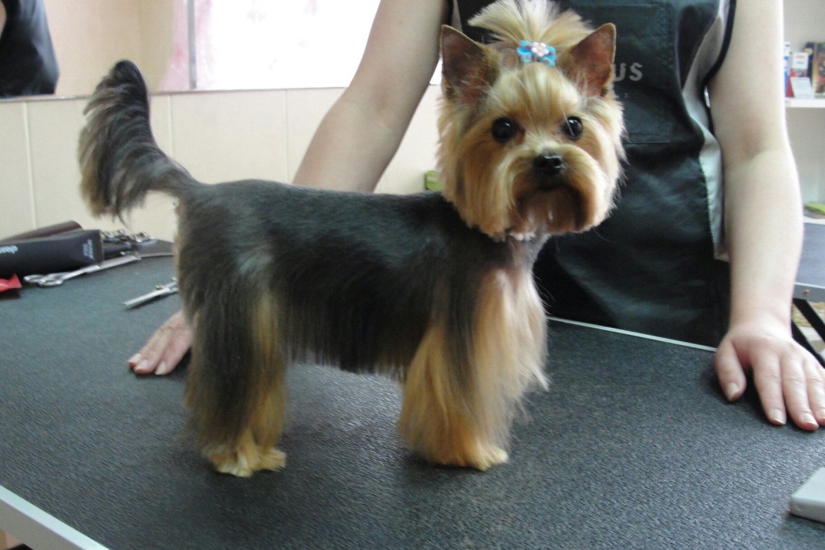 Йоркширский терьер стандарт стрижки