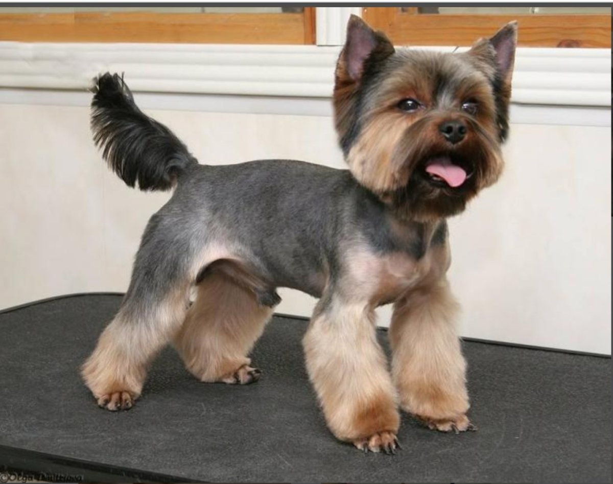 Стрижки собак ершский терьер