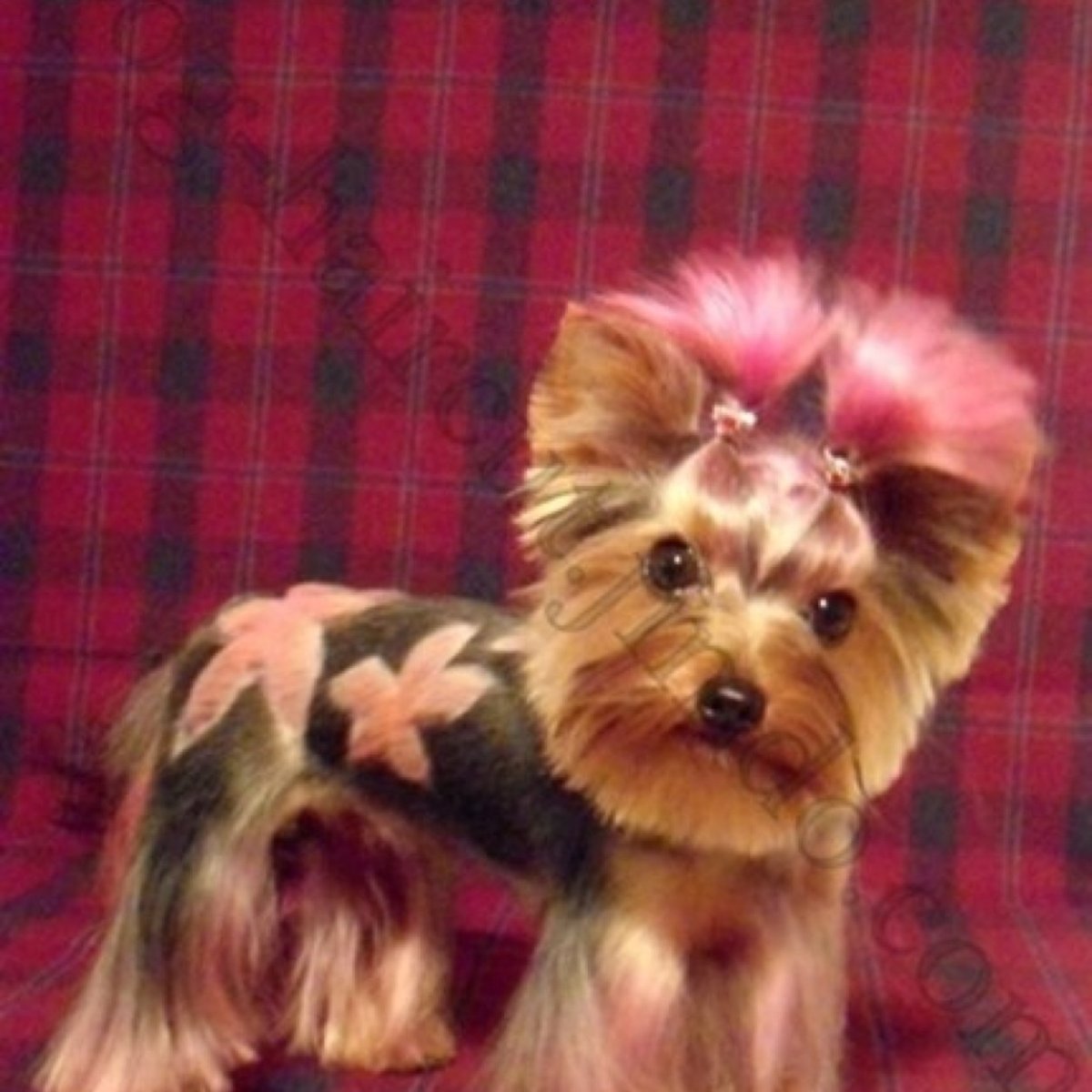 Стрижка с окрашиванием Йорка