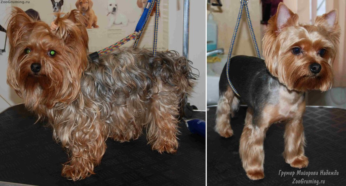 Гигиеническая стрижка Йорка щенка 4 месяца