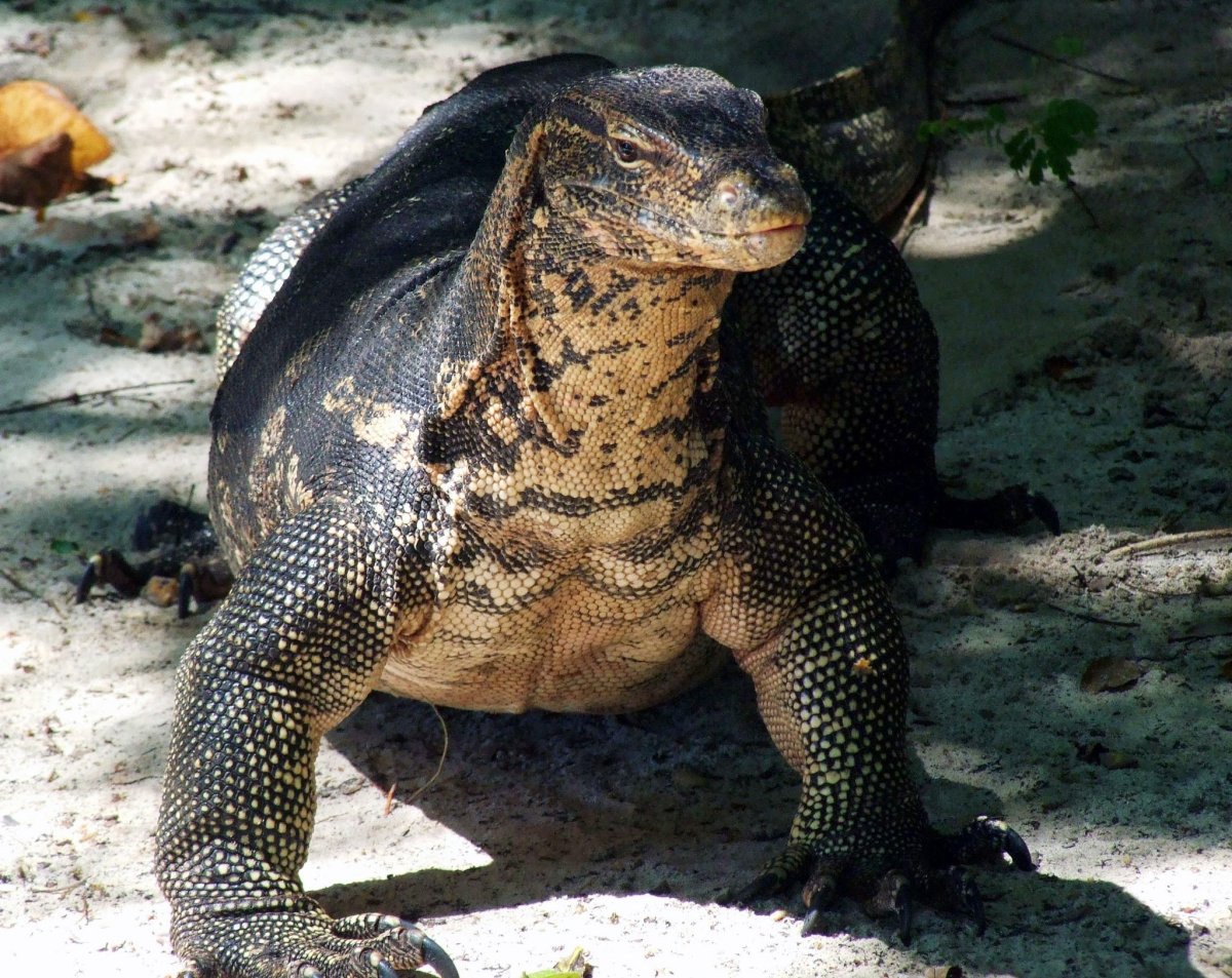 Полосатый баран