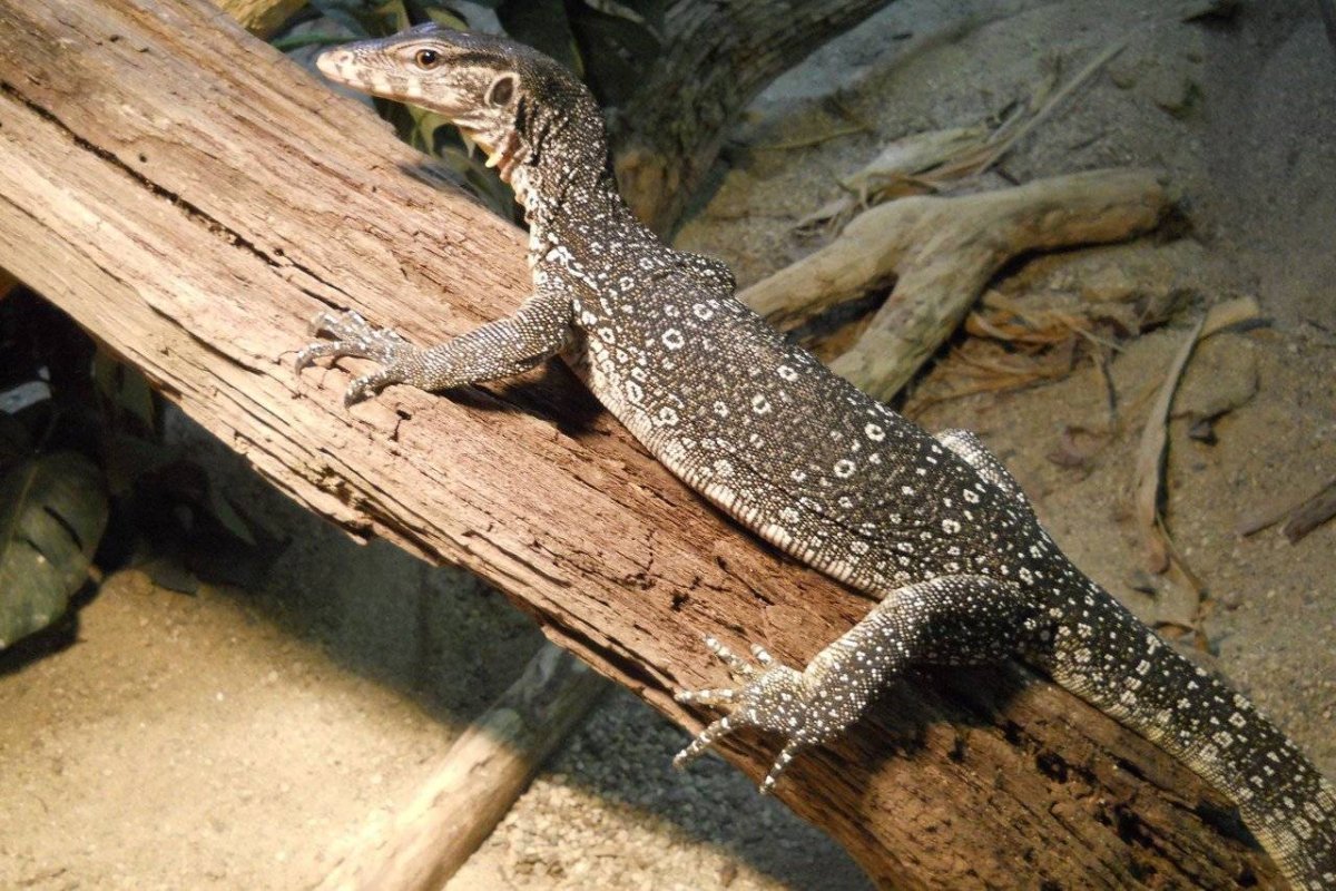 Ящерицы на Пхукете