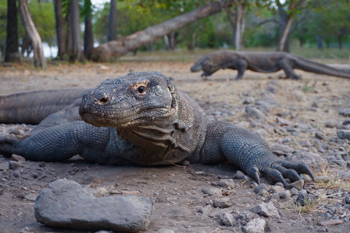 Комодский Варан альбинос