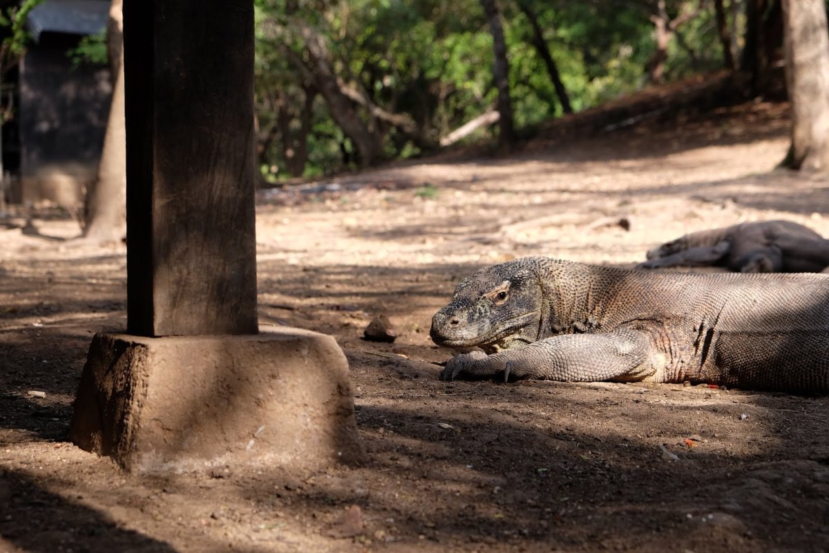 Комодский Варан и крокодил