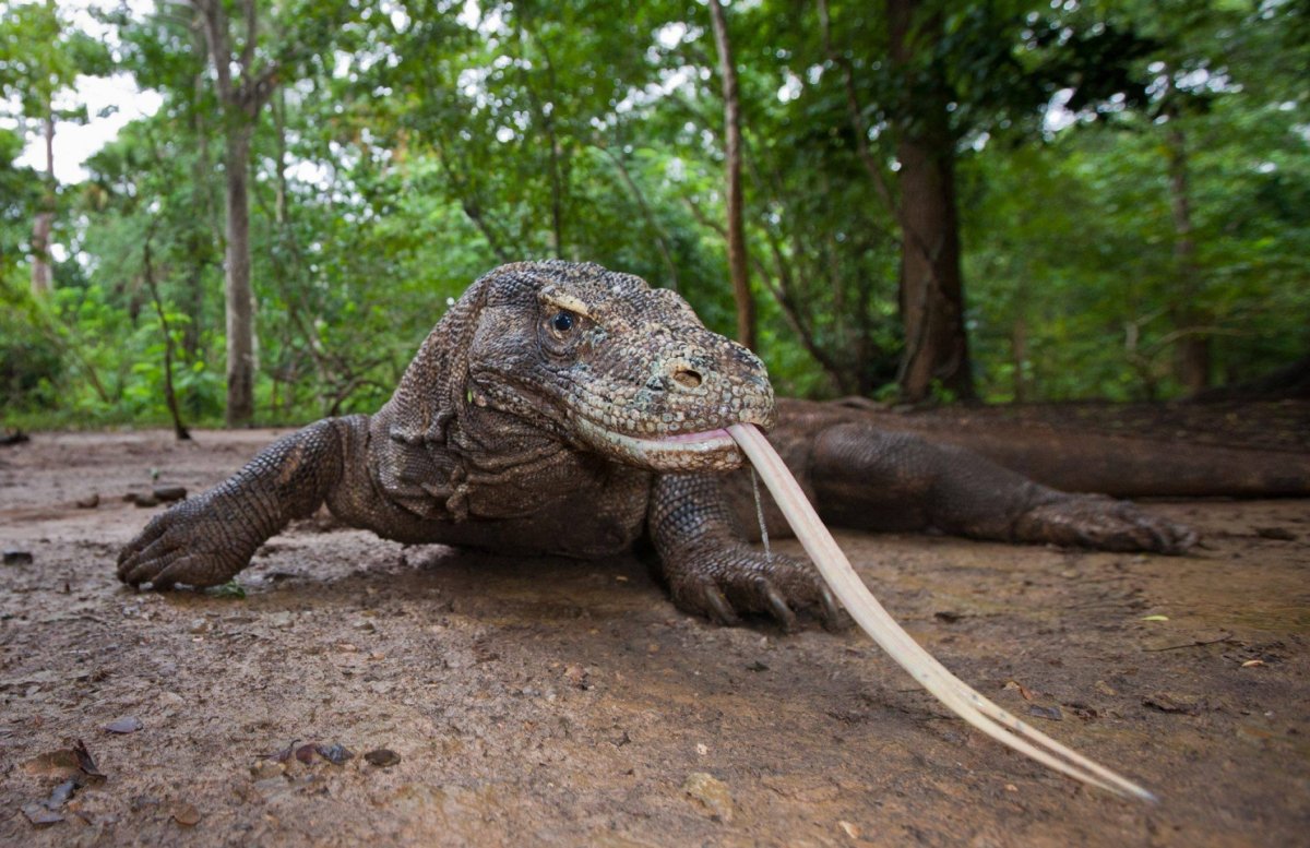 Вараны на Кипре