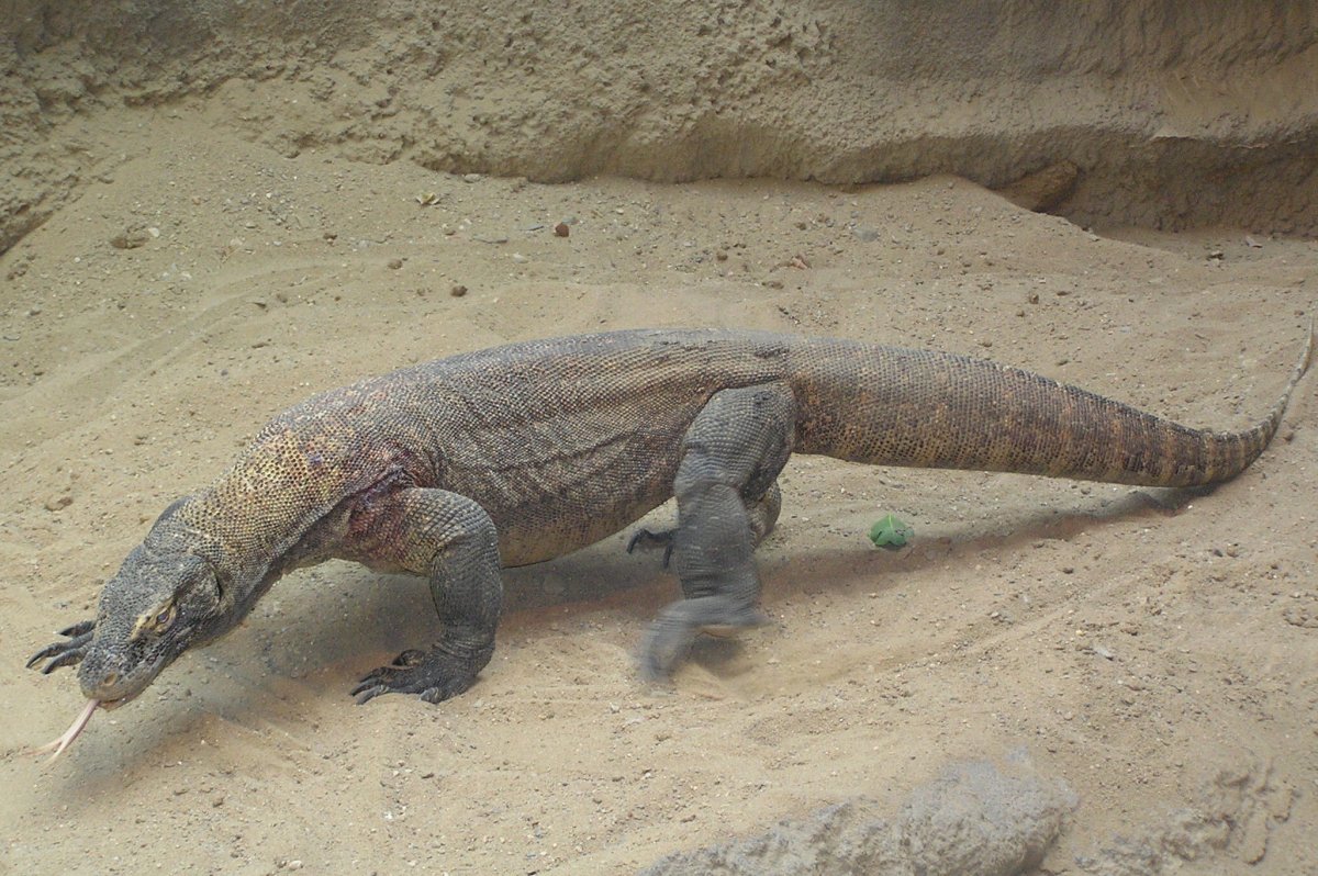 Вараны в Тайланде